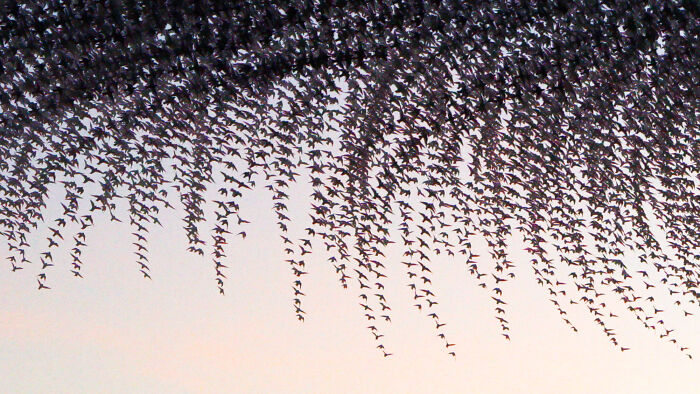 Migrating birds create stunning flight patterns in the sky, captured in a breathtaking photo by Kathryn Cooper.