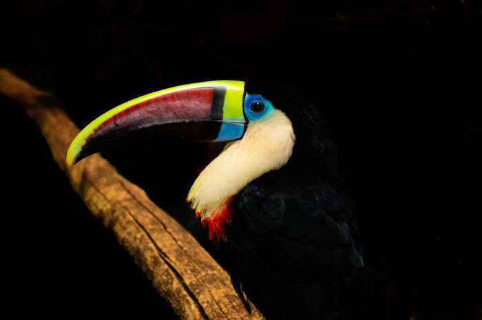 Colorful toucan perched on a branch in dark surroundings.