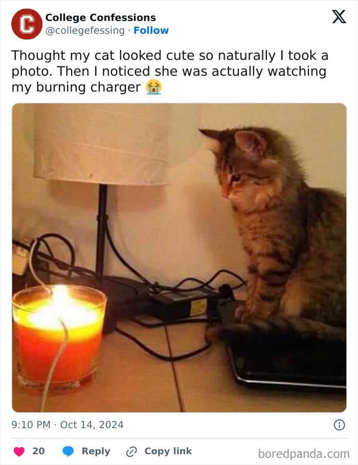 Cat by candle and charger, shared by College Confessions on Instagram, humorously captioned about cat's focus on potential hazard.