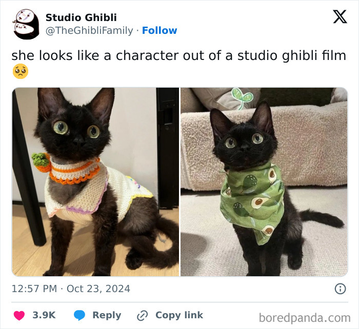 Cute black cat in colorful outfits, radiating positivity.