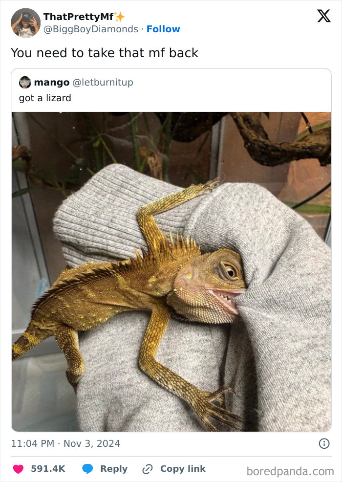 Tweet humor: Lizard wrapped in a gray hoodie with caption "You need to take that mf back," celebrating Black culture humor.