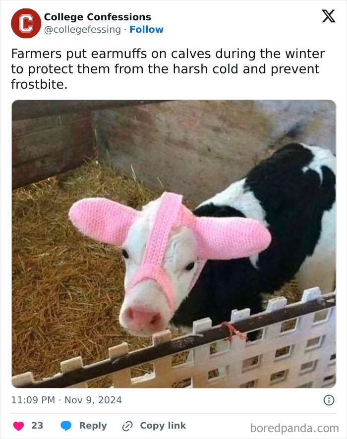 Calf wearing pink earmuffs in a barn, illustrating funny college confessions meme style humor.