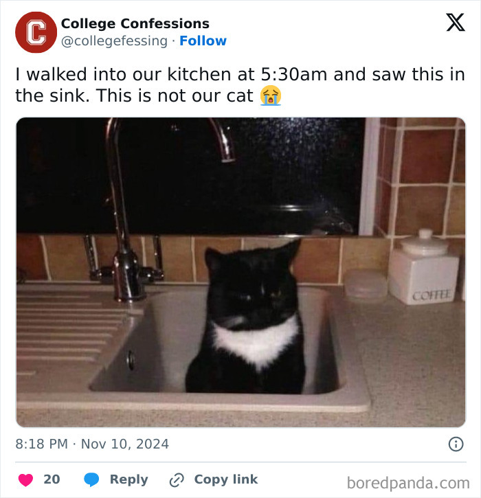 Black and white cat sitting in a kitchen sink, part of the funniest "College Confessions" memes series on Instagram.