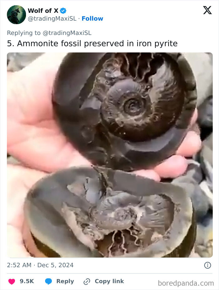 Ammonite fossil in iron pyrite, part of fascinating archaeological finds unearthed recently, held in hands.