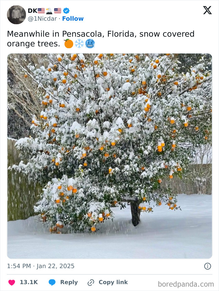 Snow-covered orange trees in Pensacola, depicting a rare Florida wild moment.