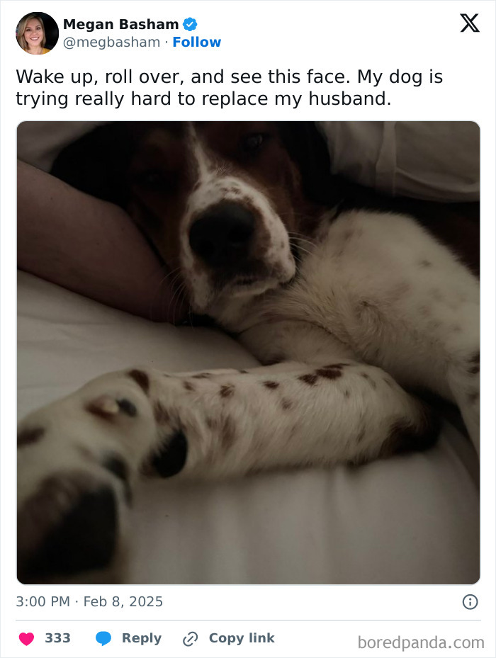 Dog lying on bed with tweet caption about replacing a husband, showcasing February humor.