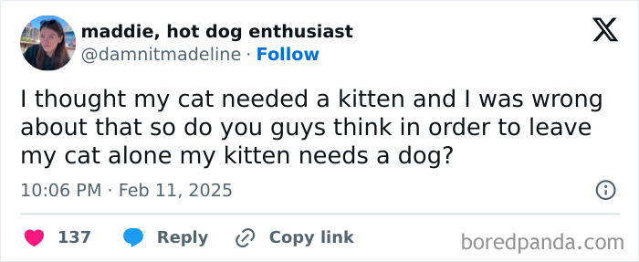 Funny February tweet about pets, wondering if a cat needs a kitten and if the kitten needs a dog.