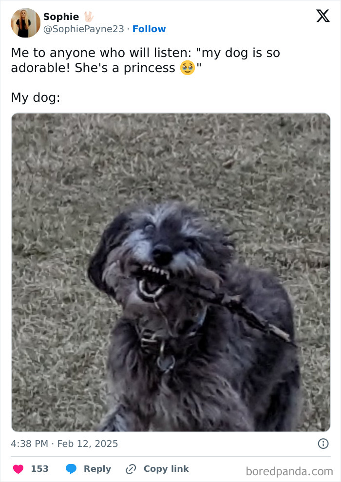 Dog playfully chewing a stick, captioned with a humorous tweet bringing laughter to the internet.