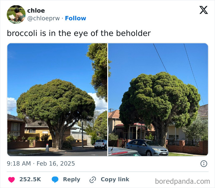 Trees resembling broccoli, captioned "broccoli is in the eye of the beholder," in a tweet that made the internet laugh.
