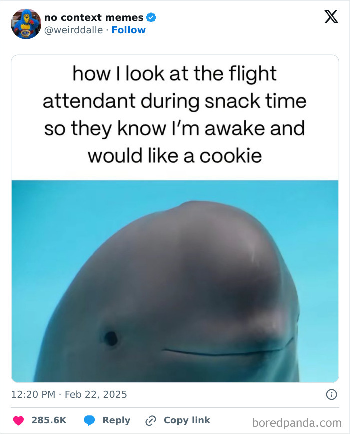 Meme of a seal looking expectantly, referencing a flight attendant and cookies to create Internet laughter.