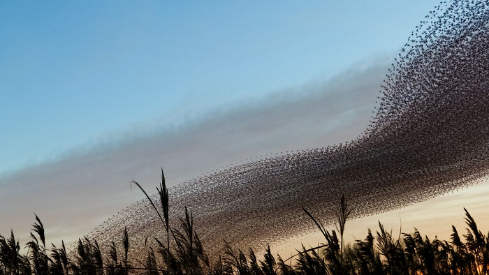 Migrating birds forming intricate patterns in the sky above silhouetted reeds.