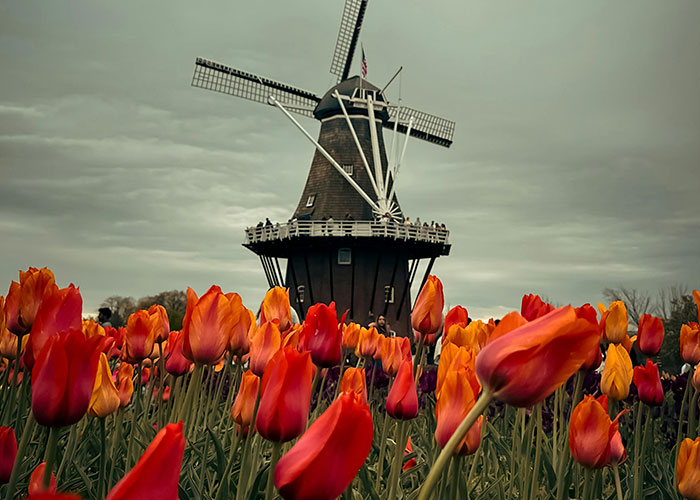 Windmill behind a field of vibrant tulips under a cloudy sky, evoking delightfully wholesome vibes.
