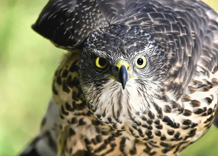 Close-up of a hawk with piercing yellow eyes, representing the wild side of pets.