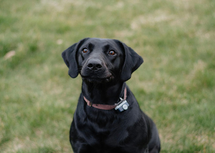 “What Is The Most Wholesome Fact You Know?” (35 Answers)