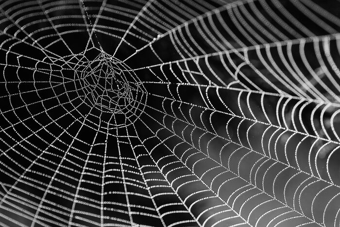 Spider web close-up with droplets, illustrating weird patterns against a black background.