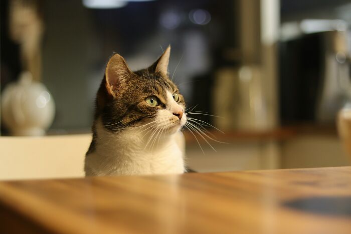 Tabby cat sitting at a wooden table, illustrating the best perks of not having to go to the office concept.