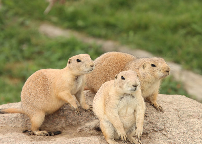 Group of three prairie dogs on a rock, showcasing nature's wholesome moments.