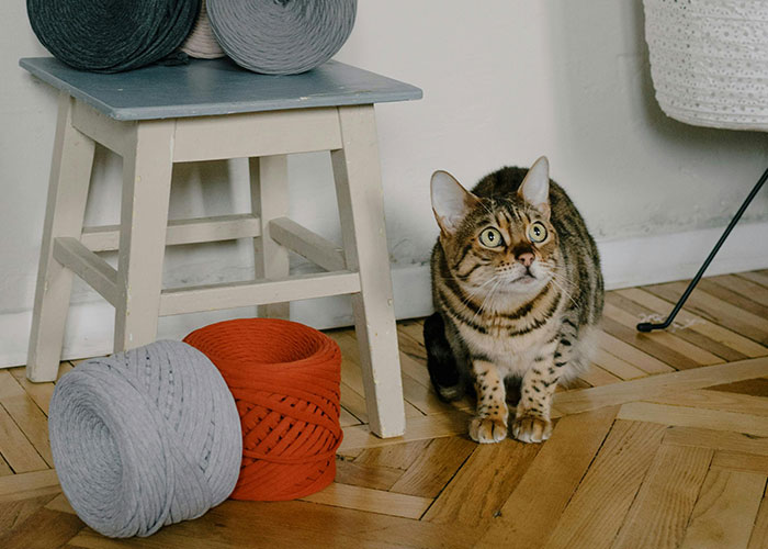 Bengal cat near yarn balls on wooden floor, appearing surprised.