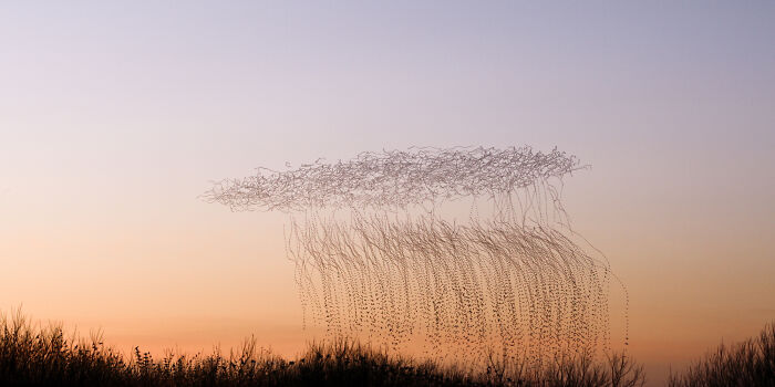 Migrating birds' flight patterns captured against a sunset sky, showcasing Kathryn Cooper's breathtaking photography.