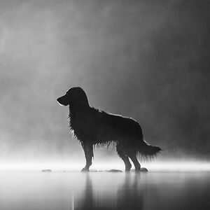 The Good Mutt Photography