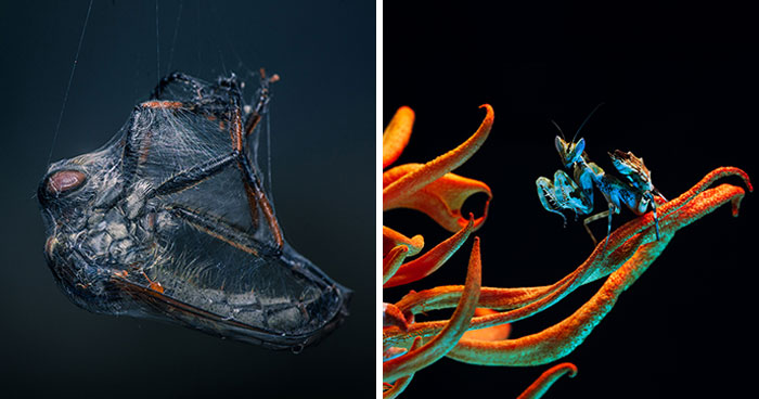 42 Award-Winning Photos From The World Nature Photography Awards 2025