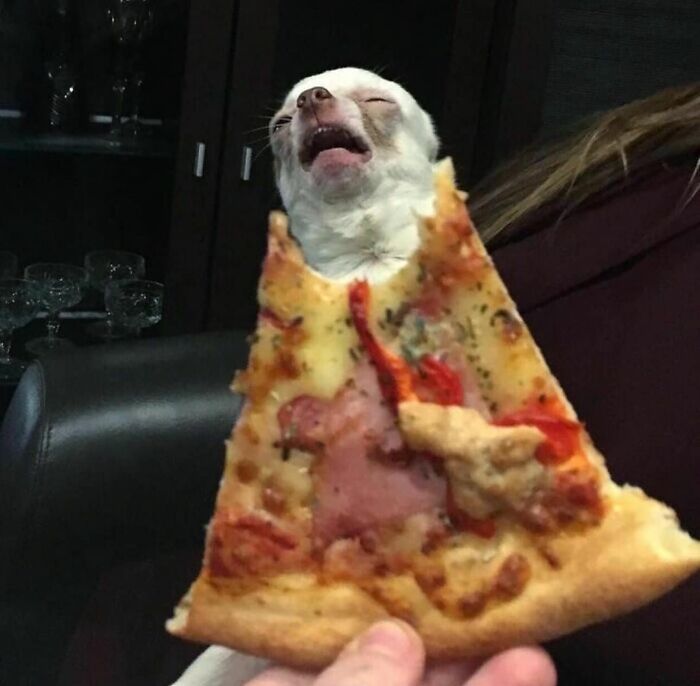 Perro actuando sin sentido con pizza, mostrando su lado más «goblin».