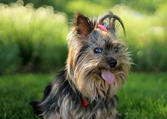 A small dog with a pink bow sits on grass, looking playful.