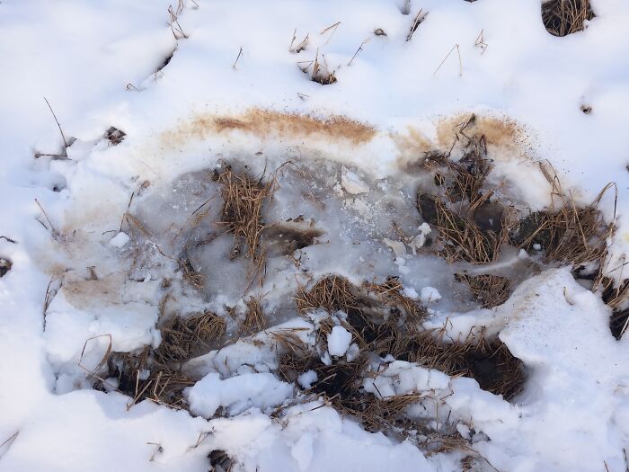 A Baby Moose Slept Here Last Night