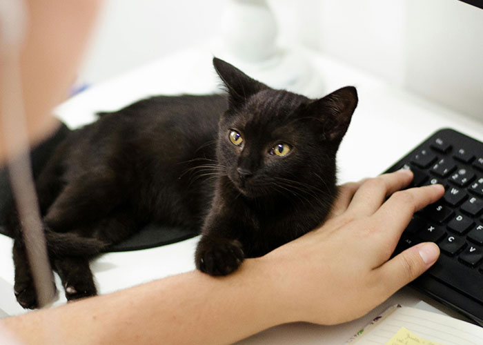 A black cat lying on a desk, next to a person using a keyboard, creating a wholesome moment.