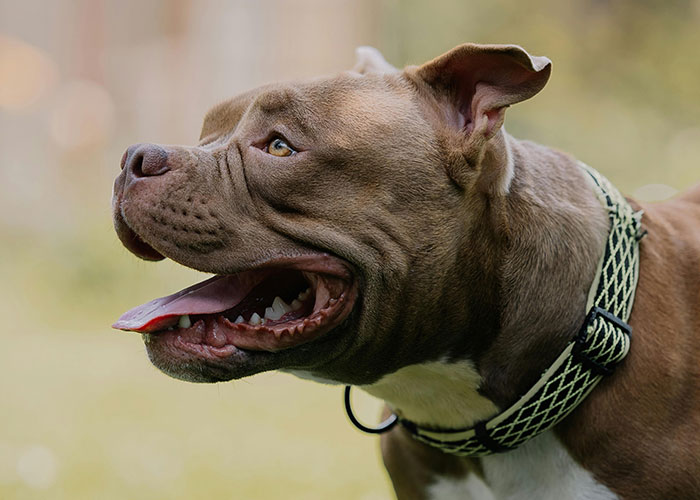 Smiling pit bull with a patterned collar sitting outdoors.