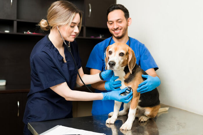 Veterinarians examining a Beagle on a table, using a stethoscope, both wearing gloves.