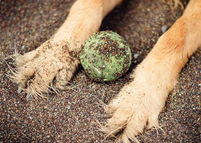 Dog's paws on sand with a dirty tennis ball, illustrating disturbing pet behavior.