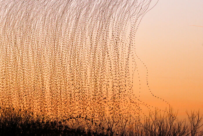 Migrating birds create intricate flight patterns against a sunset sky, showcasing breathtaking photography by Kathryn Cooper.