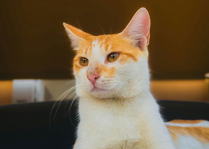Orange and white cat looking calm in a softly lit room, illustrating pet behavior.