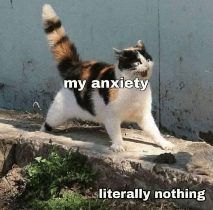 Cat startled by nothing with "my anxiety" text, representing mental health meme.