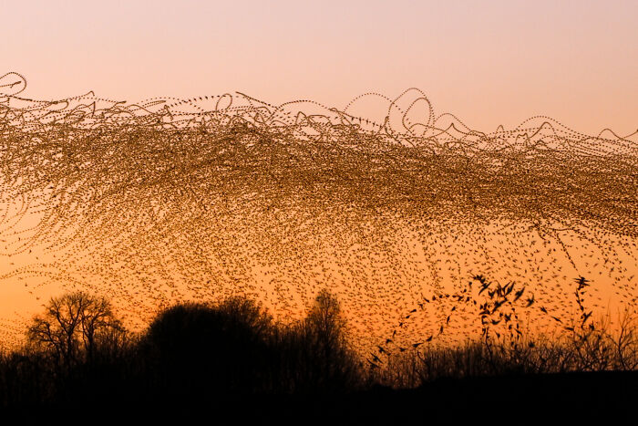 Migrating birds form intricate flight patterns at sunset, captured by Kathryn Cooper.