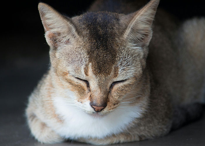 A calm sleeping cat, associated with stories of pets and unusual behaviors, eyes closed peacefully.
