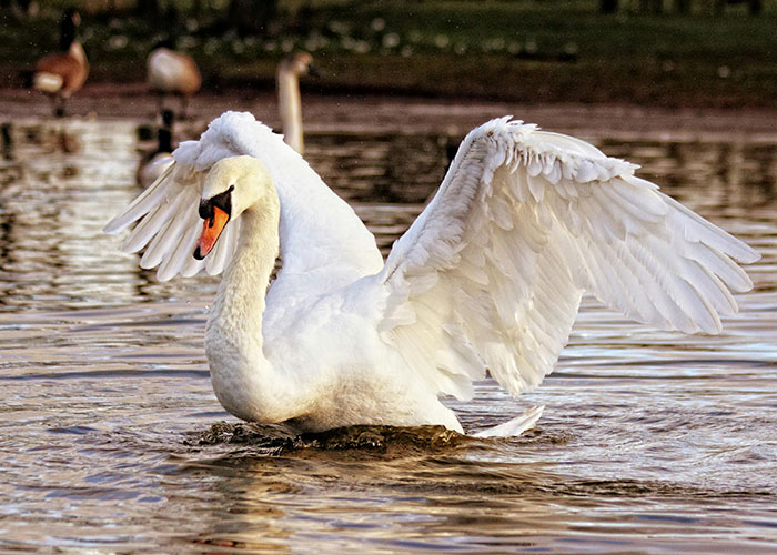 Swan spreading wings on a European lake, reflecting local culture.