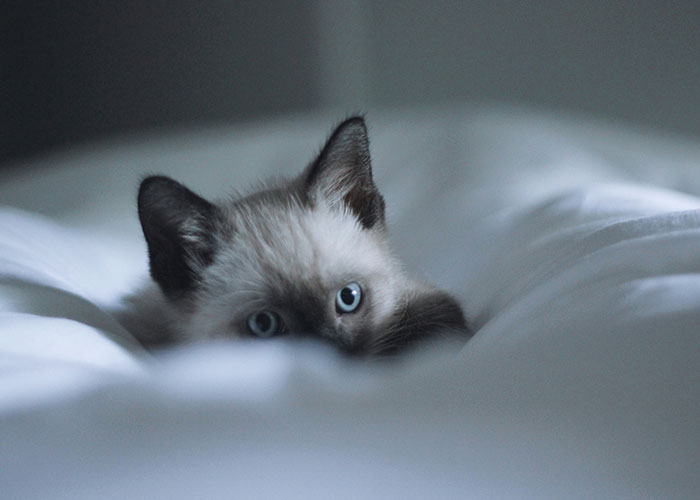A curious cat peeking from under a blanket, showcasing innocent behavior.