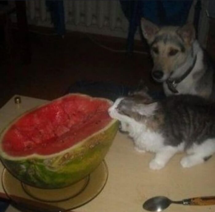 Cat and dog in goblin mode observing a half-eaten watermelon on a table.