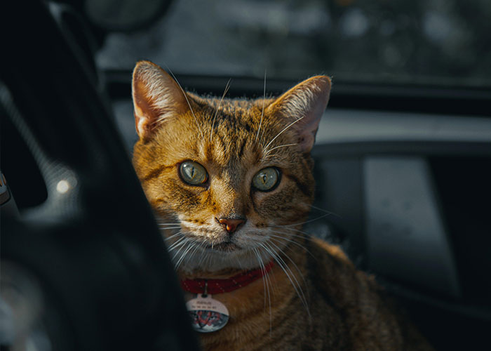 Tabby cat with a red collar sitting on a car seat, staring directly ahead.