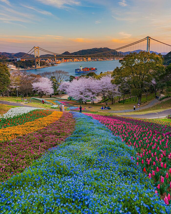 Colorful flower fields with cherry blossoms and a bridge in the background in Japan.