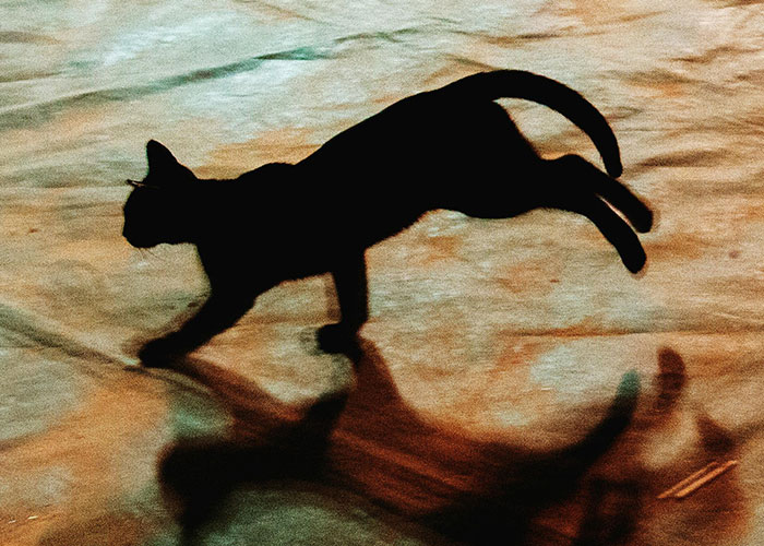 Silhouette of a running cat with its shadow against a textured background, related to disturbing pet behaviors.