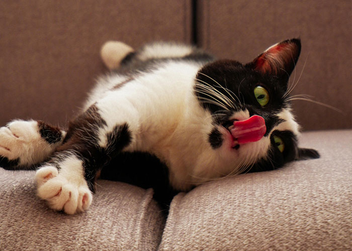 A black and white cat with green eyes lounging on a couch, licking its nose.