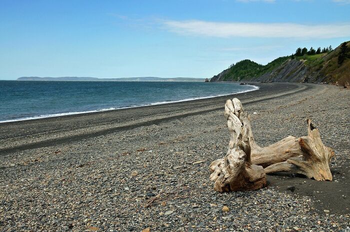 Driftwood on a pebbled beach with a view of the ocean, showcasing natural wonders with blue sky and distant hills.