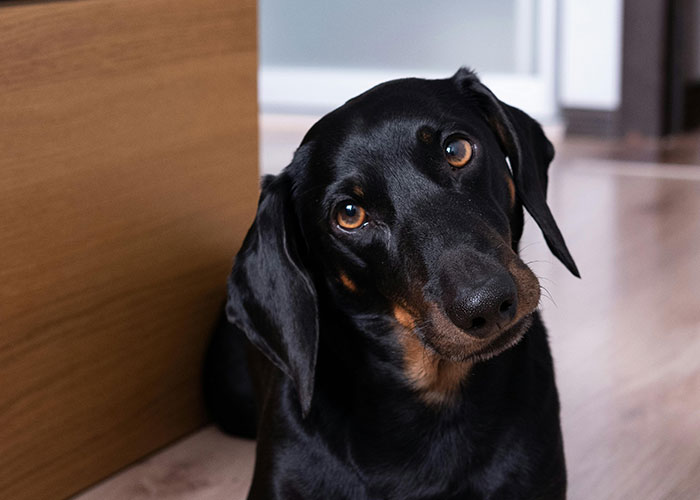 A curious black dog with tilted head, illustrating a pet's mischievous behavior.