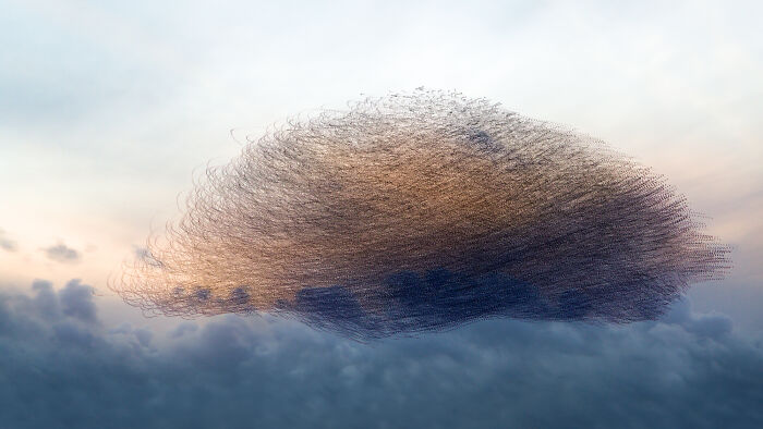 Migrating birds create intricate flight patterns above clouds at sunset, captured expertly by Kathryn Cooper.