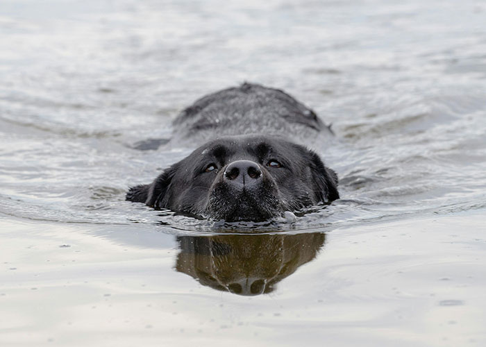 A black dog swimming in a calm body of water, only its head visible above the surface, showcasing pet behavior.
