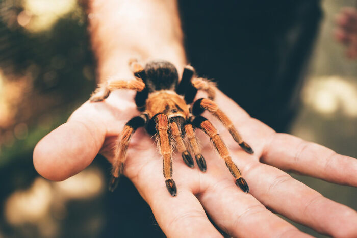 Close-up of a tarantula crawling on a person's hand, highlighting individual actions influencing rules.