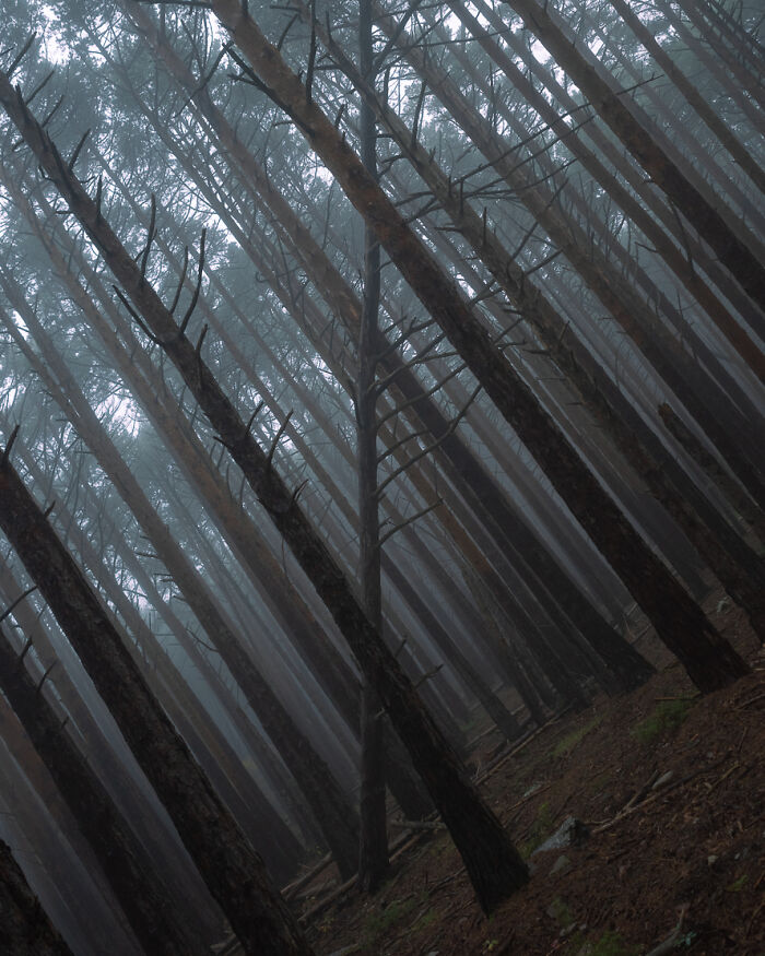 Foggy forest with slanted trees creating an illusion, capturing a unique perspective from The Coincidence Project photos.